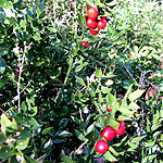 Ruscus aculeatus - Butchers Broom, Ruscus