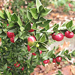 Ruscus aculeatus - Sparkler - Ruscus, Butchers Broom