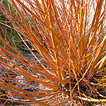 Salix alba - Britensis - Scarlet willow
