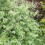 Salix caprea - Kilmarnock - Dwarf weeping willow
