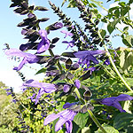 Salvia guaranitica - Black and Blue - Giant Sage - 2nd Image