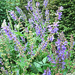 Salvia transsylvanica - Blue Spire