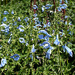 Salvia patens - Cambridge Blue - Gentian Sage