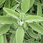 Salvia candelabrum - Salvia - 2nd Image