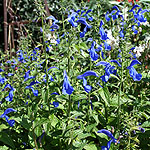 Salvia patens - Chilcombe - Gentian Sage