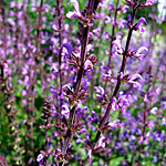 Salvia - Khaleghi - Sage