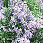 Salvia lavandulifolia - Salvia
