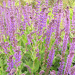 Salvia x sylvestris - Mainacht - Sage