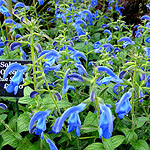 Salvia oceana - Blue Salsyll