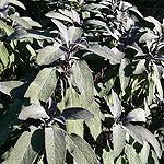 Salvia officinalis - Purpurascens - Purple Sage - 2nd Image