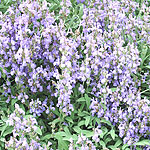 Salvia officinalis - Sage