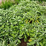 Salvia officinalis - Albiflorus - 2nd Image