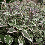 Salvia officinalis - Tricolor - Variegated Sage - 2nd Image