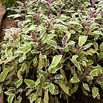 Salvia officinalis - Tricolor - Variegated Sage
