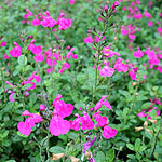Salvia microphylla - Pink Blush - Sage