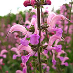 Salvia pratensis - Lapis Lazuli