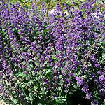 Salvia verticillata - Purple Rain - Sage