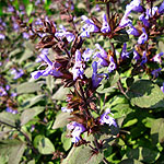 Salvia officinalis - Purpurascens - Purple Sage - 3rd Image