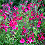 Salvia x jamensis - Raspberry Royal - Salvia