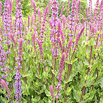 Salvia X sylvestris - Rugen - Salvia