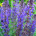 Salvia x sylvestris - Mainacht - Sage - 2nd Image