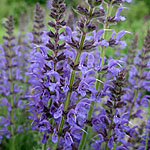 Salvia X sylvestris - Rugen - Salvia - 2nd Image