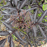 Sambucus nigra - Black Beauty - Purple Elder