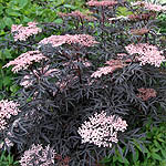 Sambucus nigra - Eva - Purple leaved elder - 3rd Image