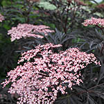 Sambucus nigra - Eva - Purple leaved elder