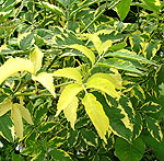 Sambucus nigra - Madonna - Elder 