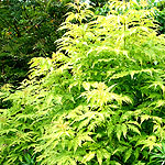 Sambucus racemosa - Plumosa Aurea - Cut leaf Elder