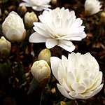 Sanguinaria canadensis - Multiplex