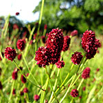 Sanguisorbia officinalis - Sanguisorbia