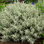 Santolina chamaecyparissus - Lambrook Silver - Santolina,  Cotton lavender
