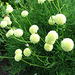 Santolina rosmarinifolia - Santolina