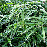 Sarcococca saligna - Willow Leaved Sweet Box