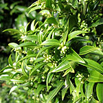 Sarcococca ruscrifolia - Chinensis - Sweet Box, Sarcocca