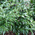 Sarcococca confusa - Sweet Box