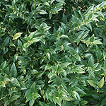 Sarcococca hookeriana - Sweet Box, Christmas Box