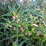 Sarcococca hookeriana - digyna - Christmas Box