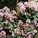 Saxifraga fortunei - Pink Mist