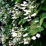 Schizophragma hyrangeoides - Roseum