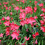 Schizostylis coccinea - Mrs Hegarty - Kaffir Lily