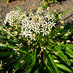 Scilla peruviana - Algerian Dream - Portuguese squill, Cuban Lily