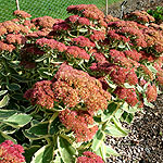 Sedum telephium - Autumn Charm