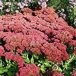 Sedum - herbstreude - Sedum