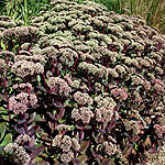 Sedum telephium - Madona