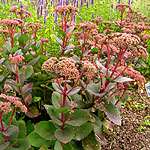 Sedum - Munstead Red - Stonecrop, Sedum - 2nd Image