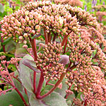 Sedum - Munstead Red - Stonecrop, Sedum