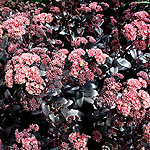 Sedum - Purple Emporer - Stonecrop, Sedum